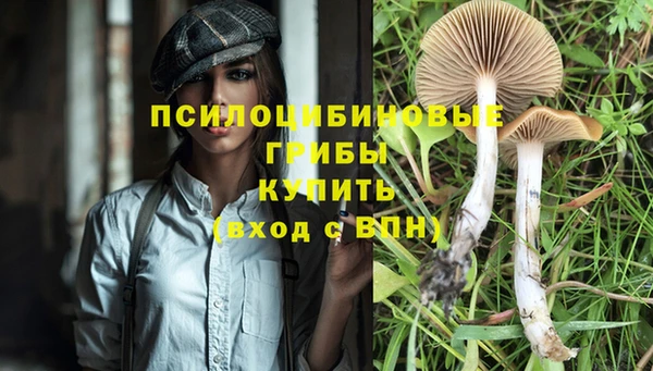apvp Алзамай